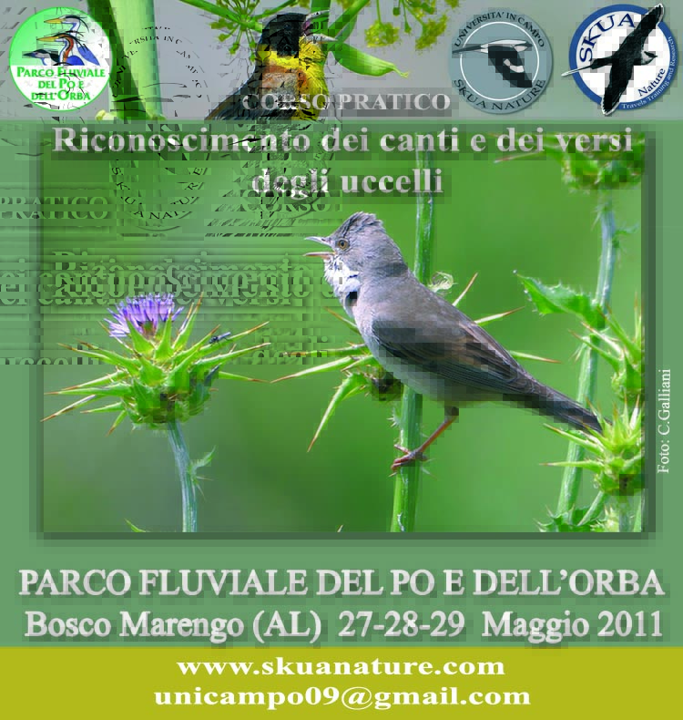 I canti degli uccelli: come riconoscerli